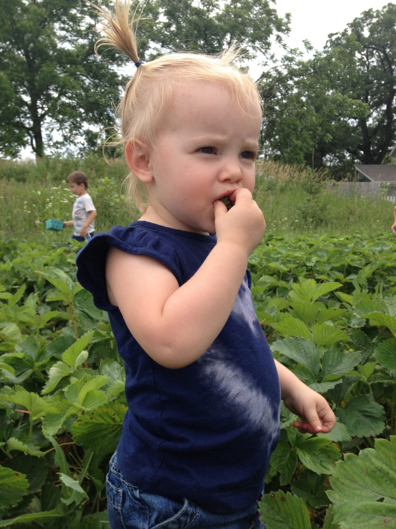 Strawberry Picking Season: The Complete Guide (Updated 2023) 