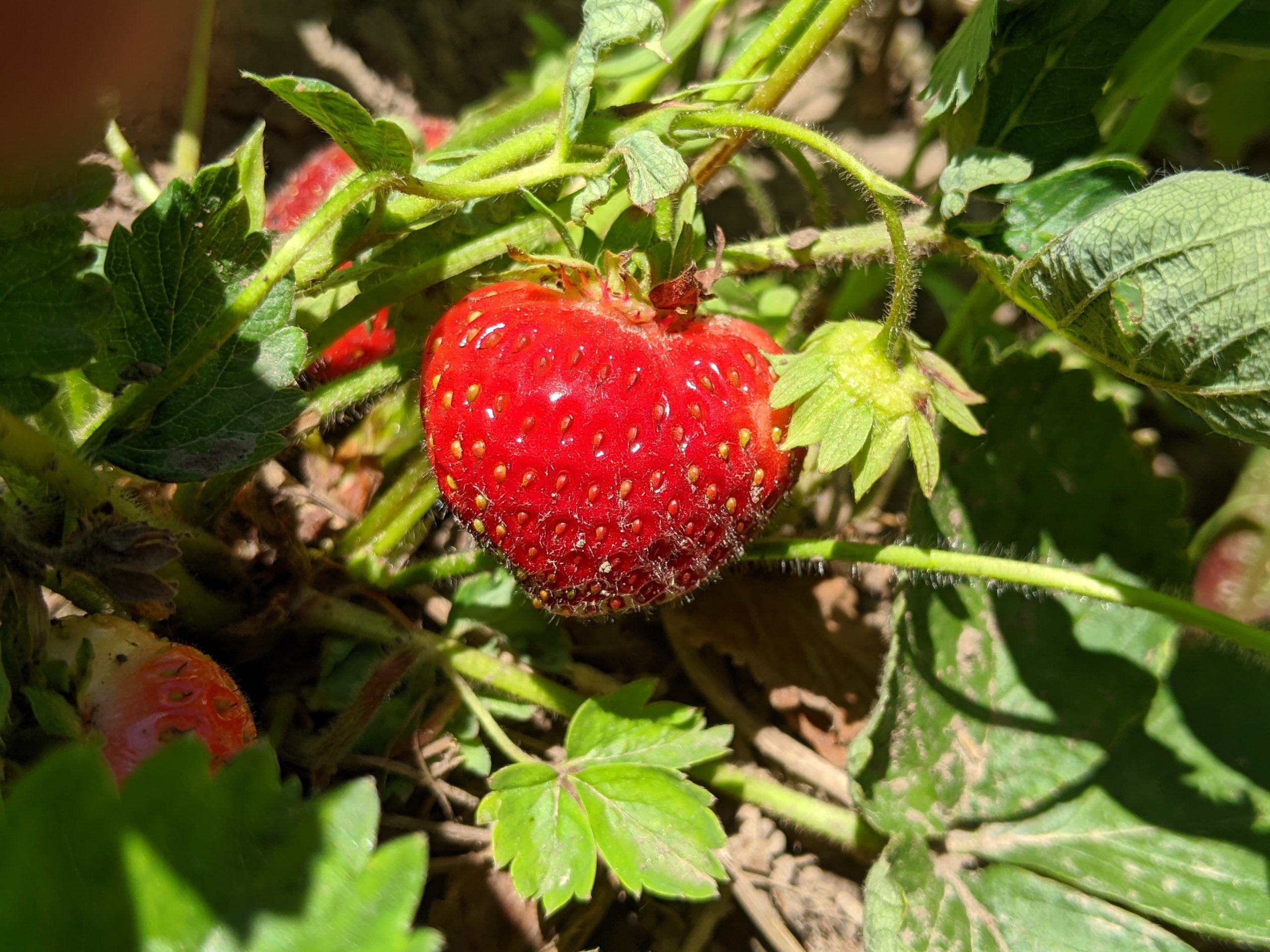 Strawberry Picking Season The Complete Guide (Updated 2020)